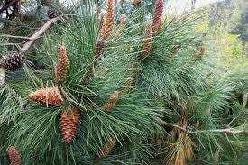 Immagine: Immagine Bosco Magnone